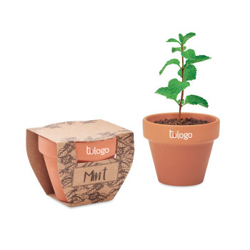 Maceta Semillas Menta Miami