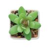 Mini planta artificial