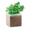 Bolsa con semillas de perejil - Imagen 1